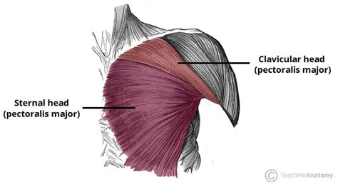 Muscles of the Pectoral Region - Major - Minor - TeachMeAnatomy