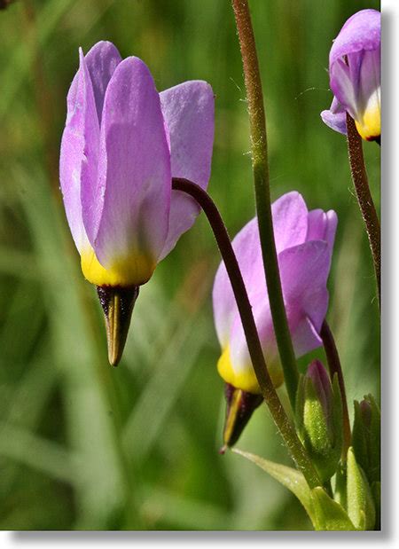 Yosemite Wildflowers: Shooting Star (Primula jeffreyi)