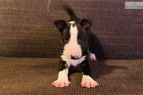 25+ Mini Bull Terrier Puppies Near Me Image - Bleumoonproductions