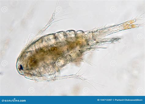 Freshwater Zooplankton Identification