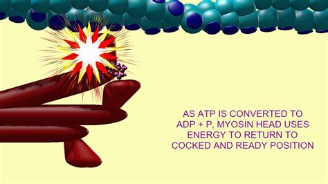 ATP IN MUSCLE CONTRACTION - YouTube