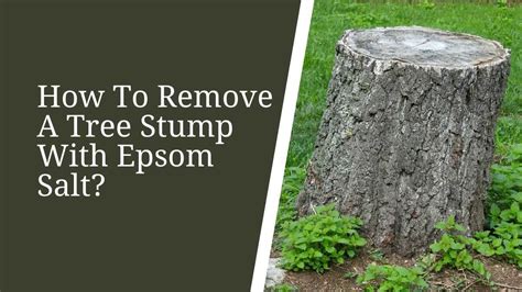 How To Remove A Tree Stump With Epsom Salt (Easy)