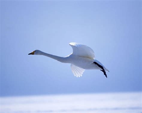 Flying swan Wallpapers - HD Wallpapers 3340