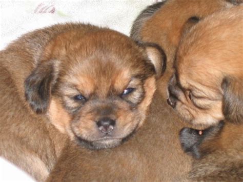 Pomeagle (Beagle Pomeranian Mix) Info, Puppies, Temperament, Pictures