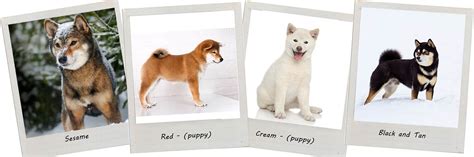 Shiba Inu Colors – A Definitive Guide - My First Shiba Inu