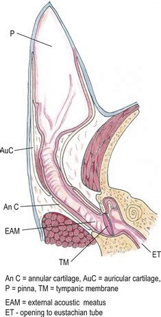 Ear | Veterian Key