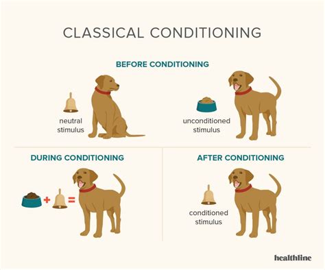 What Was The Aim Of Pavlov’S Dog Experiment: Uncovering Its Scientific ...