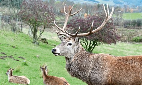 JIM CRUMLEY: Give the red deer back their forests and end the slaughter of our Highland ecology ...