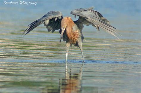 Everglades: Birding, Wildlife, and Photography Expedition | GetYourGuide