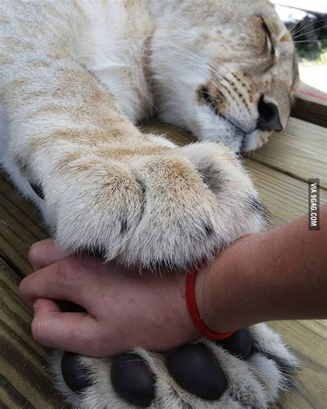 Lion's paws - 9GAG