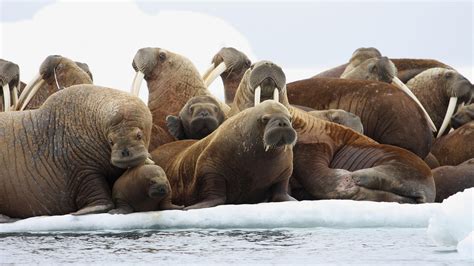 On Thin Ice: Walruses Threatened After U.S. Declines To List As Endangered | WPSU