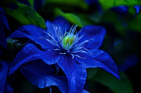 Blue Flower Wallpaper