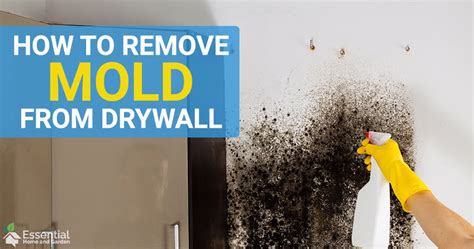 How To Get Rid Of Black Mold On Walls And Ceilings - Wall Design Ideas