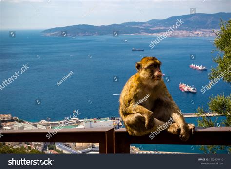 Famous Apes Gibraltar Located Upper Rock Stock Photo 1202420410 | Shutterstock