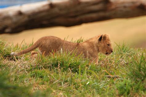 Lions & Lion Cubs | Lion Camp; Lion Cubs San Diego Wild Anim… | Flickr