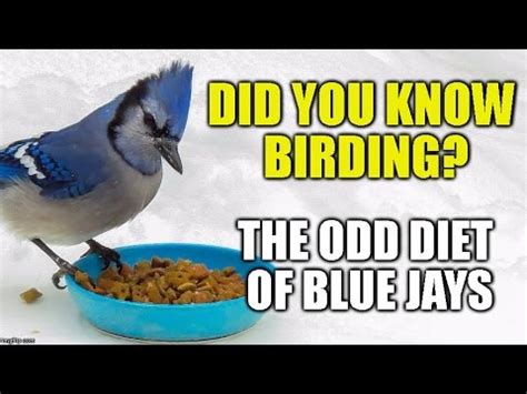 The Odd Diet of Blue Jays -Did you Know Birding?(episode 1) [HD] - YouTube
