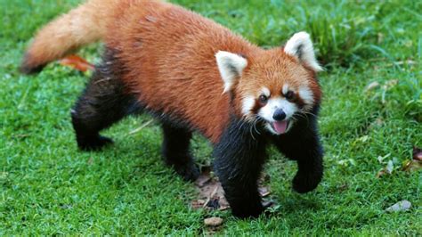 Red Panda: History, Facts, Size, Habitat, Classification & Much More - Animals Name