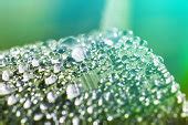 Free picture: herb, moisture, droplet, macro, raindrop, dew, macro, rain, shadow