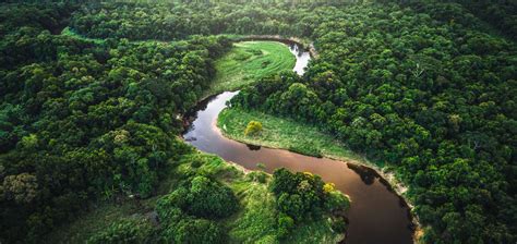 4 Alasan Mengapa Hutan Hujan Amazon Sangat Penting - TrenAsia