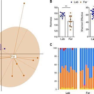 Assessment of intestinal barrier function in male Fer and Lab mice by... | Download Scientific ...