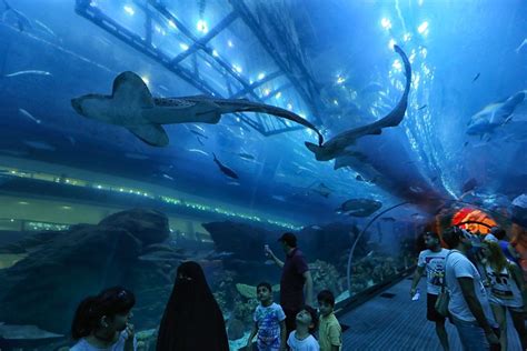 Lost Chambers Aquarium Tickets, Dubai - 2024 Deals