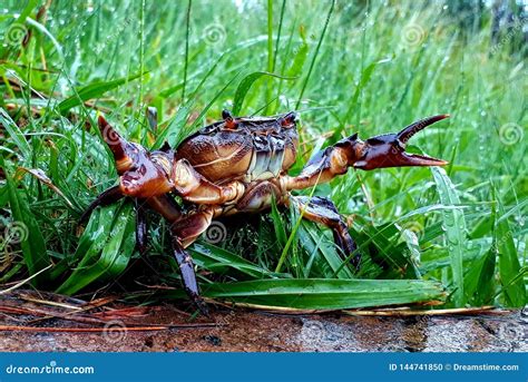 Crab in natural habitat stock photo. Image of cancer - 144741850