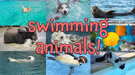 Swimming Animals