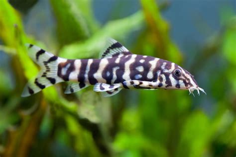 Reticulate Loach (Botia lohachata) ปลาหมูโยโย่ | Betta fish, Aquarium fish, Freshwater aquarium fish