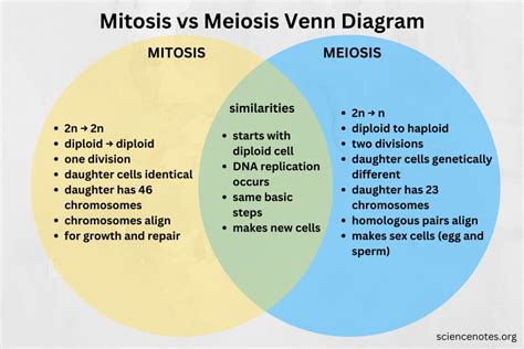 Mitosis And Meiosis Diagram Quizlet, 43% OFF