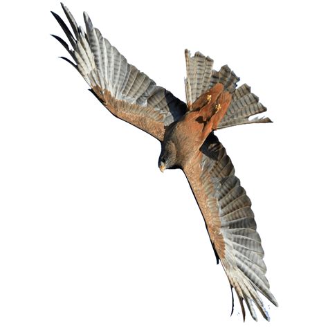 Hawk PNG Images (Transparent HD Photo Clipart)