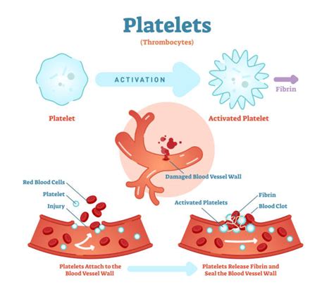 Platelets Illustrations, Royalty-Free Vector Graphics & Clip Art - iStock