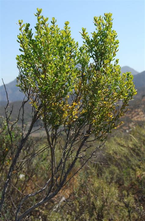 Coyote Brush - Native Plants - CSU Channel Islands