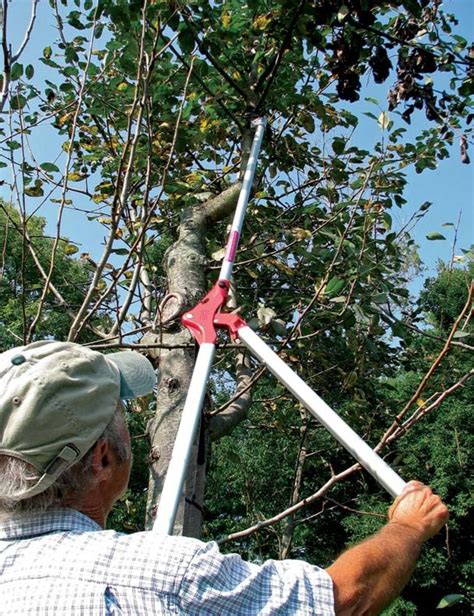 6 Must-Have Pruning Tools | Pruning fruit trees, Pruning tools, Pruners