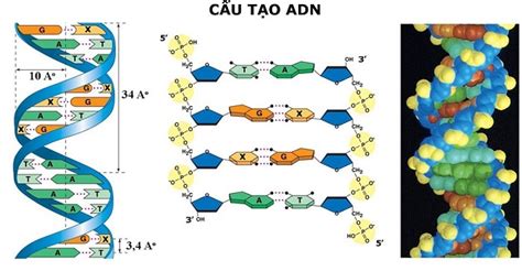 ADN là gì? Cấu trúc không gian và Chức năng của ADN và ARN - TangGiap.Net