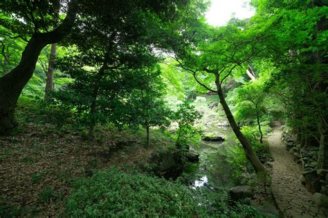 A Japanese garden pond at Tonogayato garden in summer sunny day 36252566 Stock Photo at Vecteezy