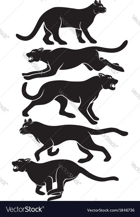 Wildcat Royalty Free Vector Image - VectorStock