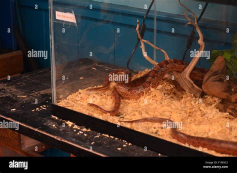 Snakes in an aquarium Stock Photo - Alamy