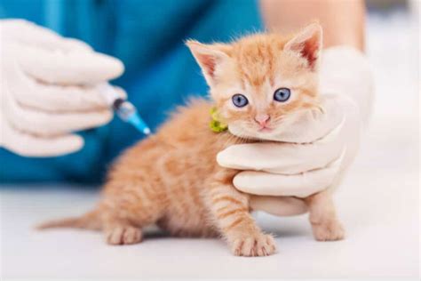 FVRCP Vaccine for Cats: Cost & Side Effects - All About Cats