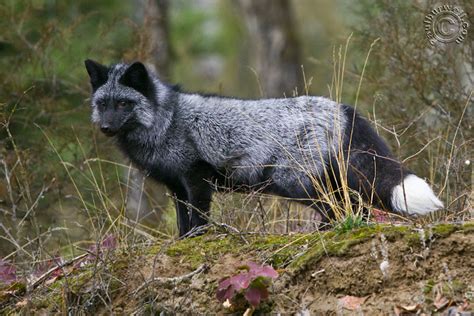 Jake & Susan's Wild Indiana: Silver Fox Spotted in Noblesville, Indiana