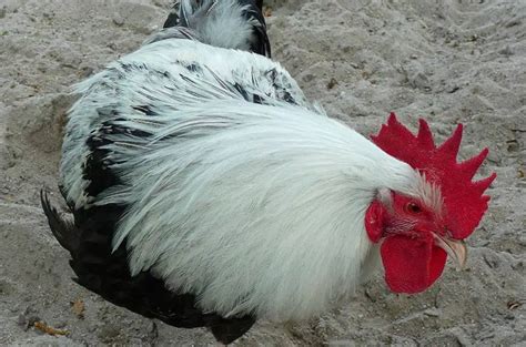 Dorking Chicken Breed - Why The Silver Gray Variety Is So Amazing?