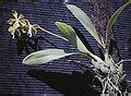 Encyclia diurna - Wikimedia Commons