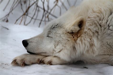 White Wolf : 17 Photos of "Sleeping Wolves" Will Make You Envious to Take a Nap.