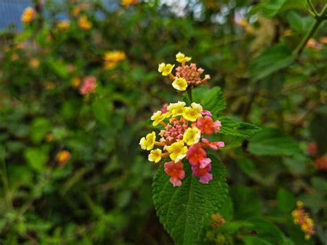 Premium Photo | Lantana flowers