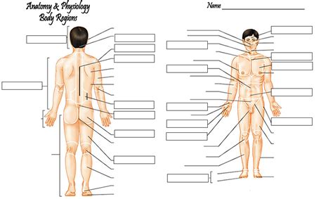 body regions anterior view pt. 1 Diagram | Quizlet