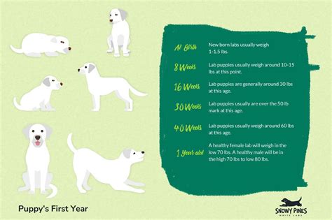 Lab Puppy Growth Stages