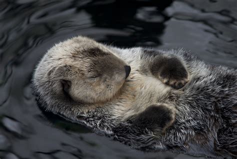 Sleeping Sea Otter Looks So Serene — The Daily Otter