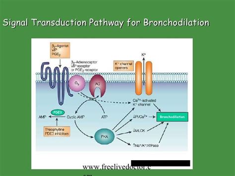 Bronchodilators