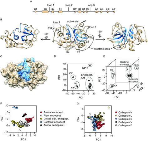 Overall structure and principal component analysis of papain-like ...