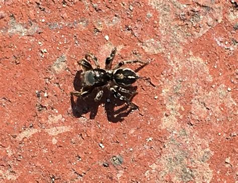 Salticidae (Jumping Spiders) in El Segundo, California United States