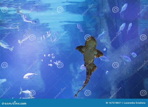 Cat Shark in the Seawater Aquarium Stock Image - Image of glass ...